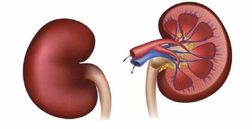 Kidney graphic