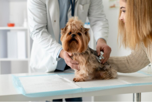 dog care